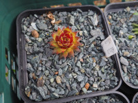 /album/fotogalerie-nabidka/sempervivum-gold-rush-chick-charm-jpg/